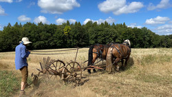 Kartoffel-Ernte mit Pferden Fritz und Kema in Bebra