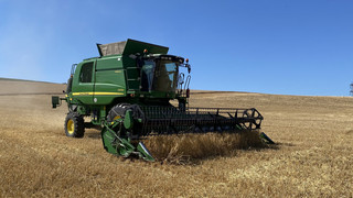 Extremhitze belastet die Ernte: Bauernverband in Sorge