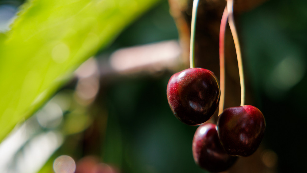 Kirschen der Sorte Regina hängen in einer Obstplantage an einem Baum.