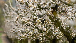 Kirschblüten in Witzenhausen: Vollblüte in nächsten Tagen