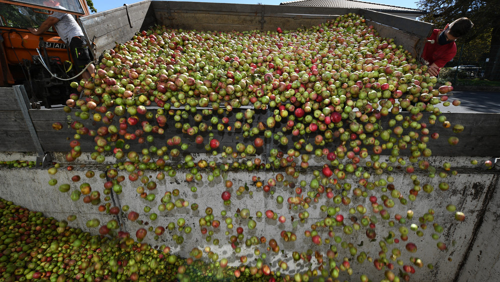 Die deutsche Fruchtsaft-Industrie hat vergangenes Jahr so wenig Apfelsaft gekeltert wie seit zehn Jahren nicht mehr.
