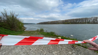 VIP-Schutz: Am Rheinufer in Nierstein brüten Schwäne