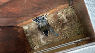 Gefiederte Untermieter in Rabenau: Meisen nisten im Briefkasten