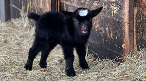 Diese Tierbabys gibt es 2024 in hessischen Zoos
