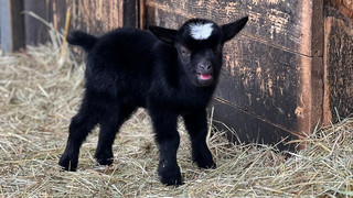Diese Tierbabys gibt es 2024 in hessischen Zoos