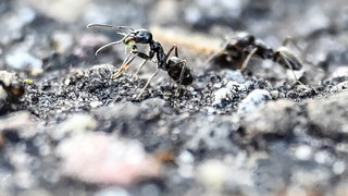 Ameisen-Invasion in Gelnhausen: Kein normales Leben mehr