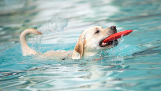 Gelnhausen: Hundeschwimmen im Barbarossabad