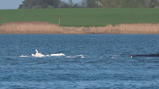 Gelingt die Verladung? Wal-Transport soll Dienstag starten