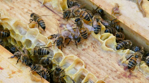 Trotz Rekordhitze: Honigertrag knapp unter Rekordjahr