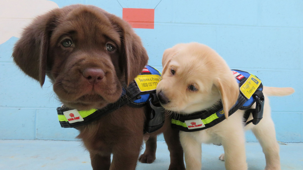 Zwei Hundewelpen in der Ausbildung zum Blindenhund.