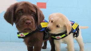 Assistenzhunde: Verblüffende Fähigkeiten der Vierbeiner