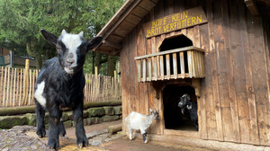 Bald gibt es Tierbabys: Pate werden im Wildpark Gersfeld