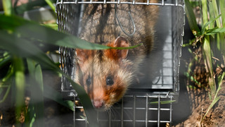 Vom Aussterben bedroht: 13 Feldhamster in Frankfurt ausgewildert