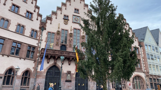 Frankfurter Weihnachtsbaum auf dem Römer aufgestellt