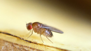 Fruchtfliegen: So wirst du sie schnell mit Hausmitteln los