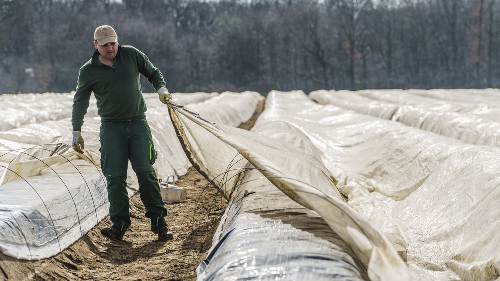Ein Mitarbeiter vom Tannenhof Meinhardt in Weiterstadt deckt Folie von einem Spargeldamm ab.