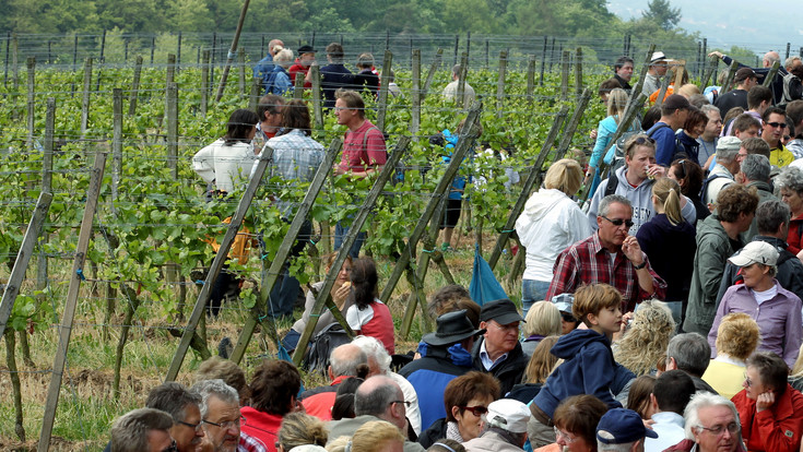 Weinlagenwanderung: Was Ihr am 1. Mai nicht verpassen dürft