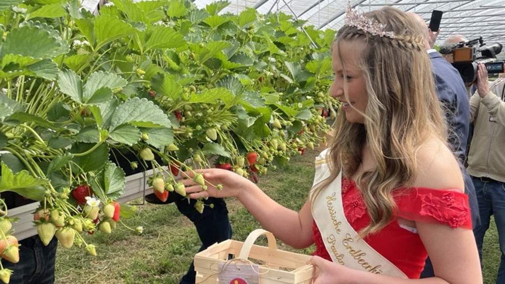 Erdbeerkönigin Paulina I erntet selbst Erdbeeren