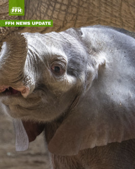 Opel-Zoo Kronberg: Elefantenkalb Kaja hat ersten Geburtstag (auto. import)