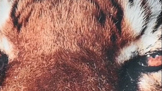 Zwei Monate nach Tigerangriff: Pfleger erliegt seinen Verletzungen