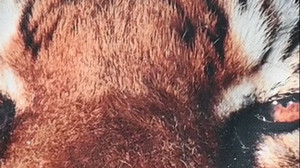 Zwei Monate nach Tigerangriff: Pfleger erliegt seinen Verletzungen