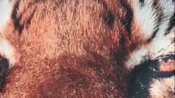 Zwei Monate nach Tigerangriff: Pfleger erliegt seinen Verletzungen