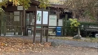 Brandenburg: Wolf attackiert Achtjährige im Wildpark - Mädchen schwer verletzt