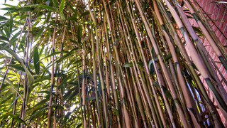 BGH-Urteil: Streit um riesige Bambushecke in Frankfurt