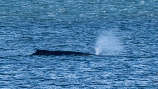 Buckelwal liegt weiter vor der Ostseeküste