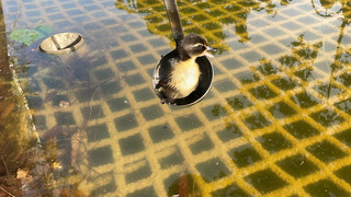 Feuerwehr Frankfurt rettet Entenküken aus Überlaufrohr