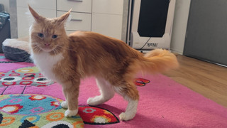 Tiere völlig verwahrlost: Unbekannte setzen in Heringen Katzen aus