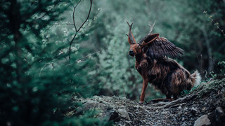 Fabeltiere, Märchen und Sagen: Mythentagen in Hann. Münden