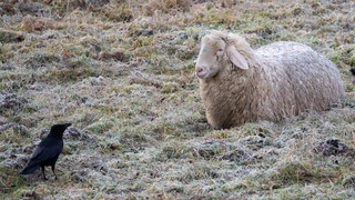 Oberelsbach: Schafhalterin vermisst Muttertier "Elsa"