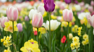 Wetter am Wochenende: Der Frühling kommt nach Hessen