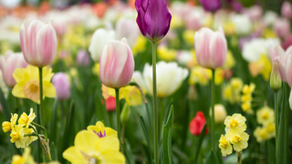 Wetter am Wochenende: Der Frühling kommt nach Hessen