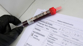 Afrikanische Schweinepest in Hessen erstmals in Betrieb nachgewiesen