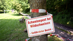 Hessen verstärkt Maßnahmen gegen Afrikanische Schweinepest