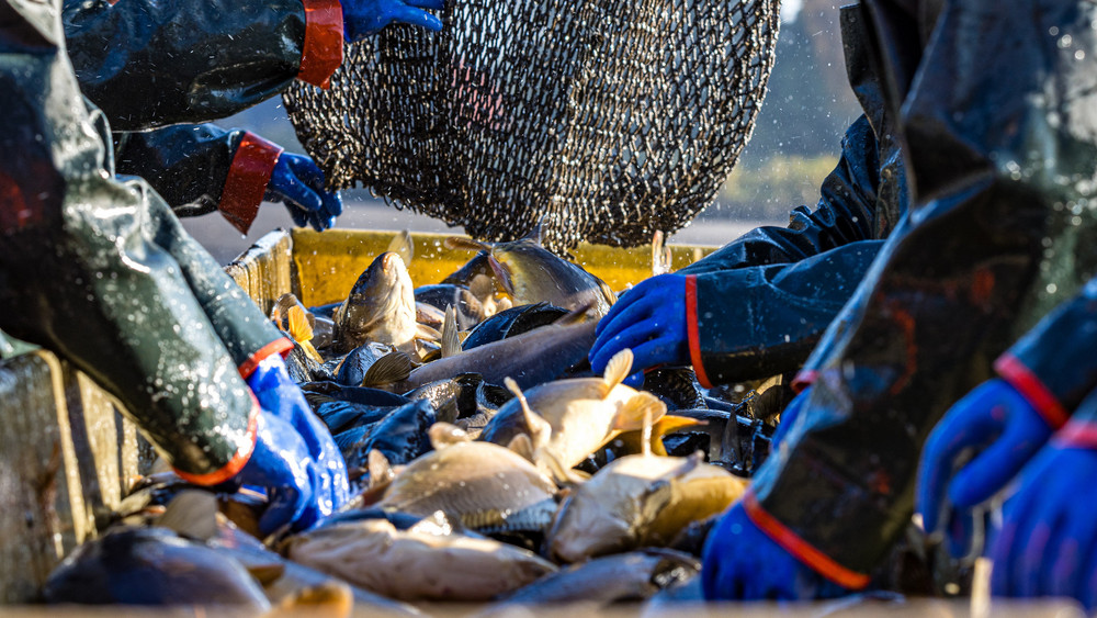 Die OECD fordert eine verstärkte Anpassung der globalen Fischerei an den Klimawandel, da Meerestemperaturschwankungen und extreme Wetterereignisse Fischbestände und Fischer erheblich beeinflussen (Symbolbild).