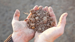 Frühjahrsdürre setzt Feldern zu