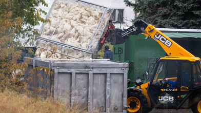 Vogelgrippe breitet sich aus: Stallpflicht im Saarland und in Hamburg