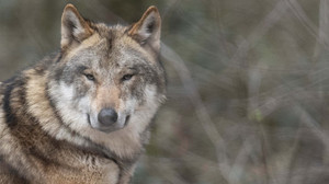 Wolfsattacke bei Ehringshausen? Acht Damhirsche gerissen