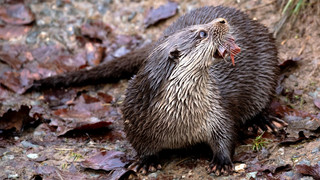 Weihnachtsüberraschung im Tiergarten Weilburg: Otter haben Nachwuchs