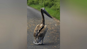Wo kommt der denn her? Pelikan in Loshausen gesichtet