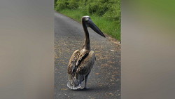 Wo kommt der denn her? Pelikan in Loshausen gesichtet