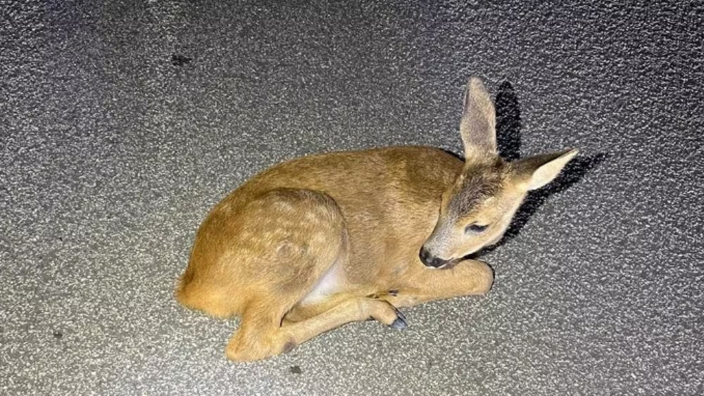 Das kleine Rehkitz lag einfach auf der Fahrbahn. 