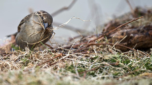 Brutsaison der Vögel beginnt: Hecke schneiden ab 1. März verboten