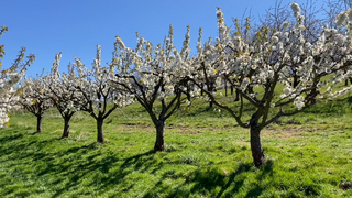 Noch diese Woche blühen die Kirschbäume in Hessen