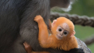Im Zoo Dresden: Brillenlanguren bekommen orangenen Nachwuchs