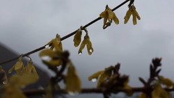 Es bleibt ungemütlich: Nasskaltes Wetter und Schnee