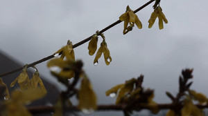 Es bleibt ungemütlich: Nasskaltes Wetter und Schnee